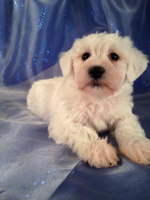 Schnoodle Puppies for sale can fly to San Francisco, San Diego, San Jose, Orange County, or LAX for less than Half the Price of Most Schnoodle Breeders!